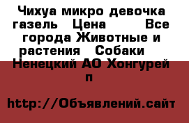 Чихуа микро девочка газель › Цена ­ 65 - Все города Животные и растения » Собаки   . Ненецкий АО,Хонгурей п.